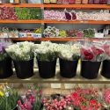Rensselaer Commercial Properties Juliet Wholesale Flowers